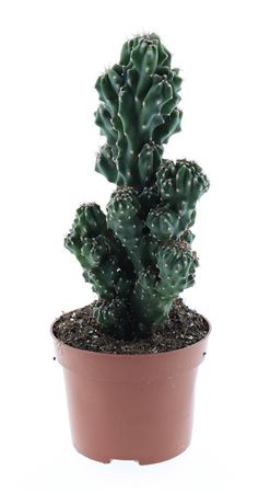Cereus Peruvianus Monstrosus