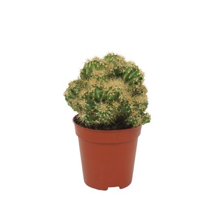 Cereus Peruvianus `monstrosus`geel