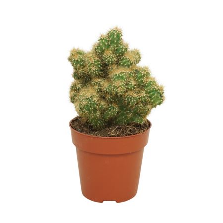 Cereus Peruvianus 'monstrosus' Гил