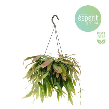 Rhipsalis Red Coral Hangpot