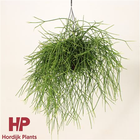 Rhipsalis Pulchra