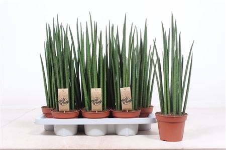 Sansevieria Mikado