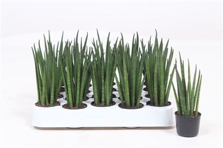 Sansevieria Mikado