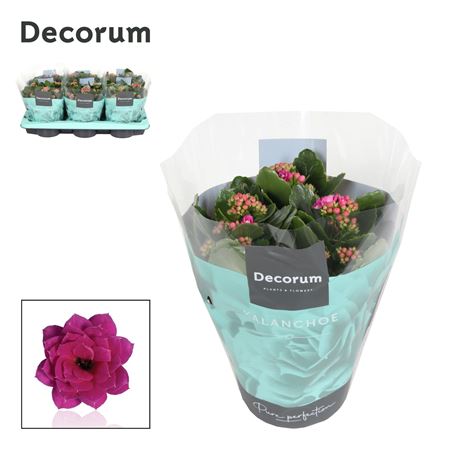 Kal Cal Purple (decorum)