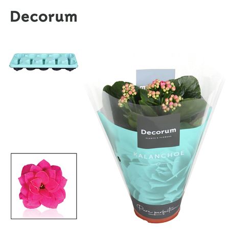 Kal Cal Purple (decorum)