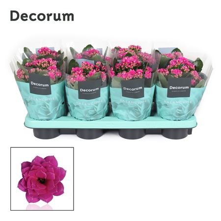 Kal Cal Purple (decorum)