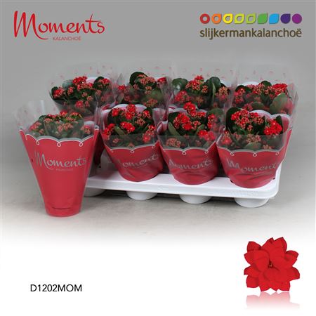 Kal Cal Moments Red