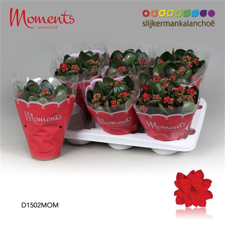 Kal Cal Moments Red