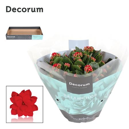 Kal Cal Red (decorum).