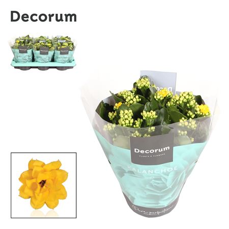 Kalan Cal Yellow (decorum)