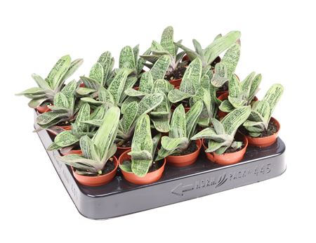 Gasteria Little Warty
