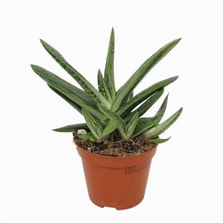 Gasteria Little Warty