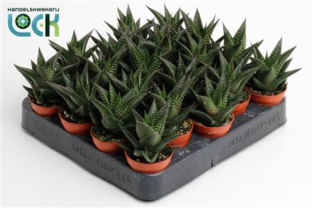 Haworthia Limifolia