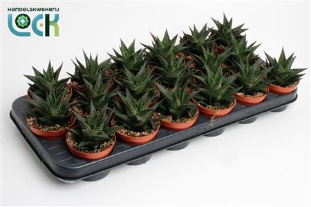 Haworthia Limifolia