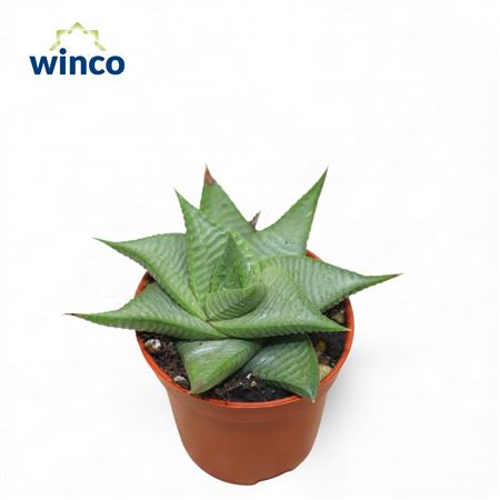 Haworthia Limifolia Roux