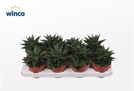 Haworthia Limifolia