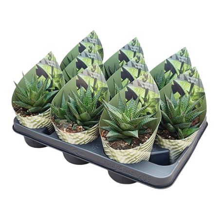 Haworthia Limifolia Potcover