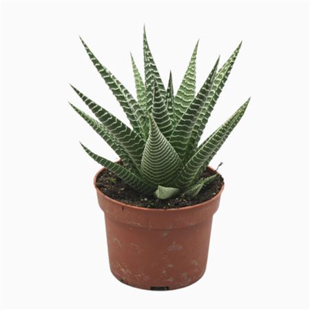 Haworthia Zebra 10,5 Cm