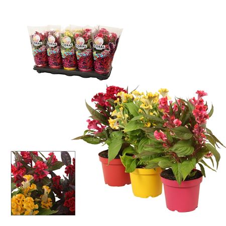 Celosia Hot Topic Mix In Sleeve