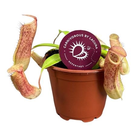 Nepenthes Linda