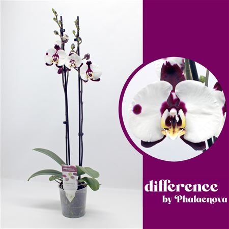 Phal 2st Polka Dots (phalaenova)