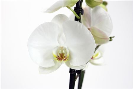 Phal 2st Misty Mountain 18+ (phalaenova)