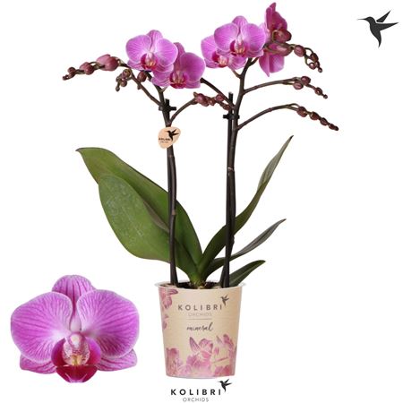 Phal 2st Vienna 22+ (ok)