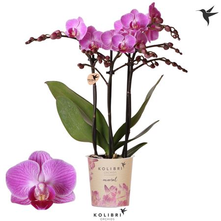Phal 3st Vienna 40+ (ok)