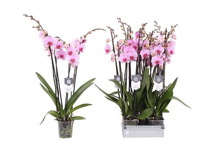 Phal 4st Washington 25+ (by-5)