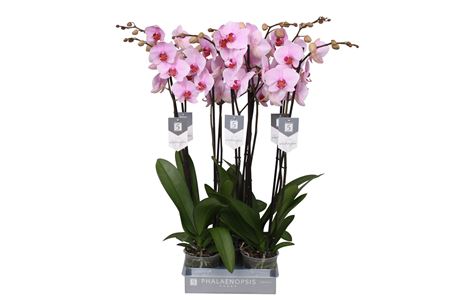 Phal 2st Washington 18+ (by-5)