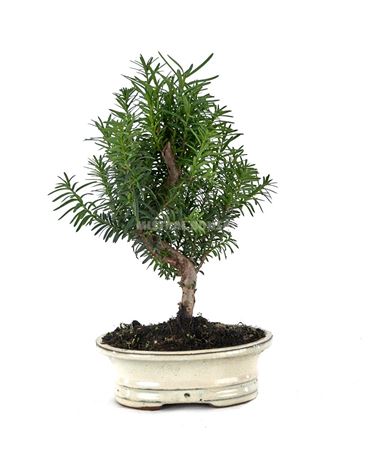 Bonsai Outdoor Taxus Media Ball In S