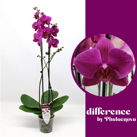 Phal 2st Vivaldi 18+ (phalaenova)
