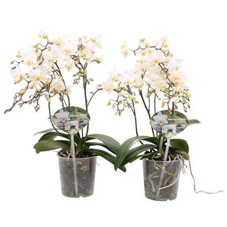 Phal 5+ Mullti Soft Cloud