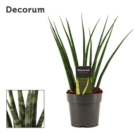 Sansevieria Fernwood (decorum)
