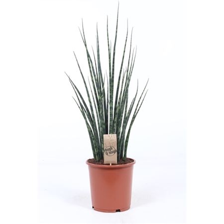 Sansevieria Fernwood Mikado