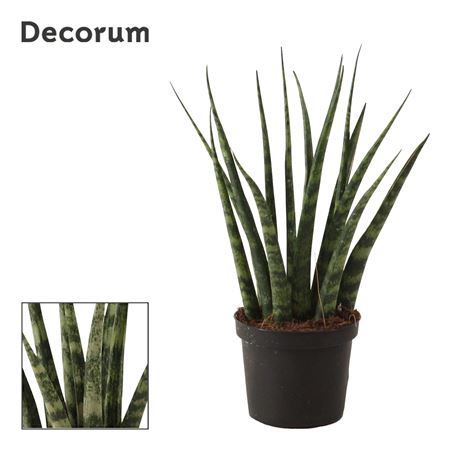 Sansevieria Fernwood (decorum)