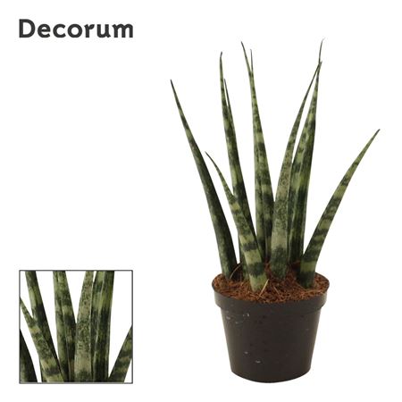 Sansevieria Fernwood (decorum)
