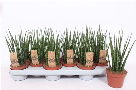 Sansevieria Fernwood Punk