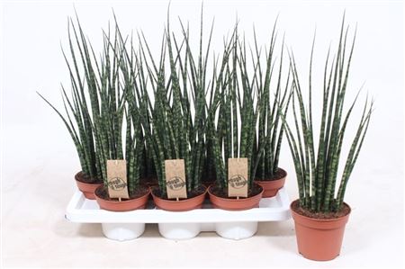 Sansevieria Fernwood Mikado