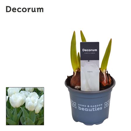 Тюлипа Калгари (декорум)