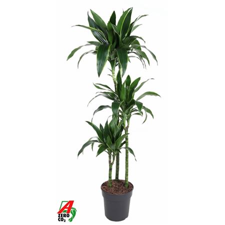 Drac Arturo 90-60-30