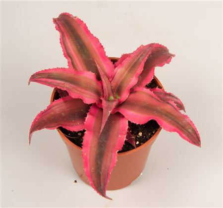 Cryptanthus Rubin Star