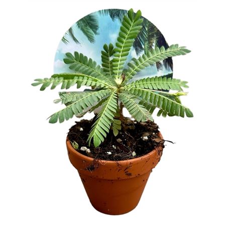 Biophytum Sensitivum.