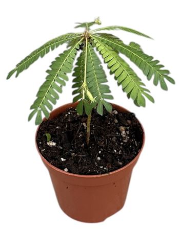 Biophytum Sensitivum.