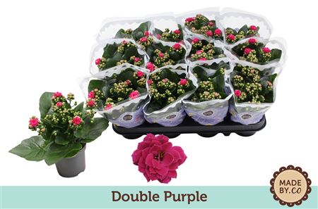 Кал Рос Фиолетовый