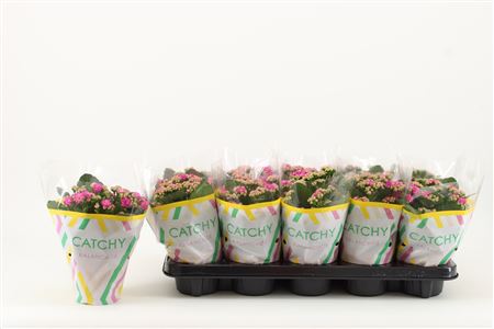 Кал Кал Фиолетовый