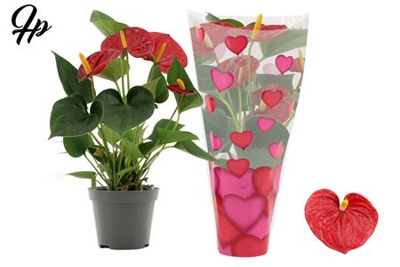 Anth An Success Red 2+ Heart Sleeve Lilly