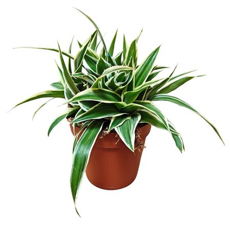 Chlorophytum Irish