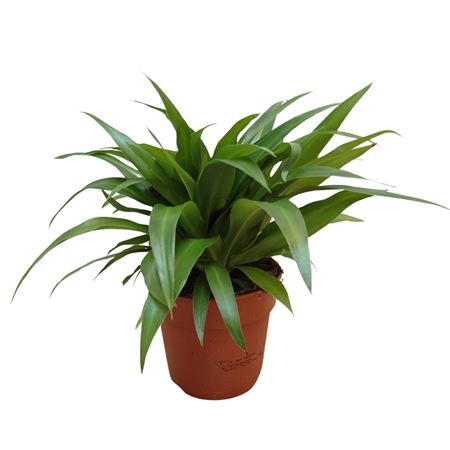 Хлорофитум Айриш Грин