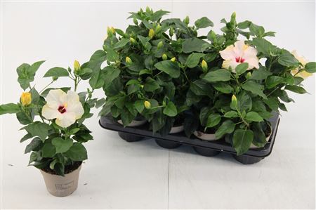 Hibiscus Venetie White 4+